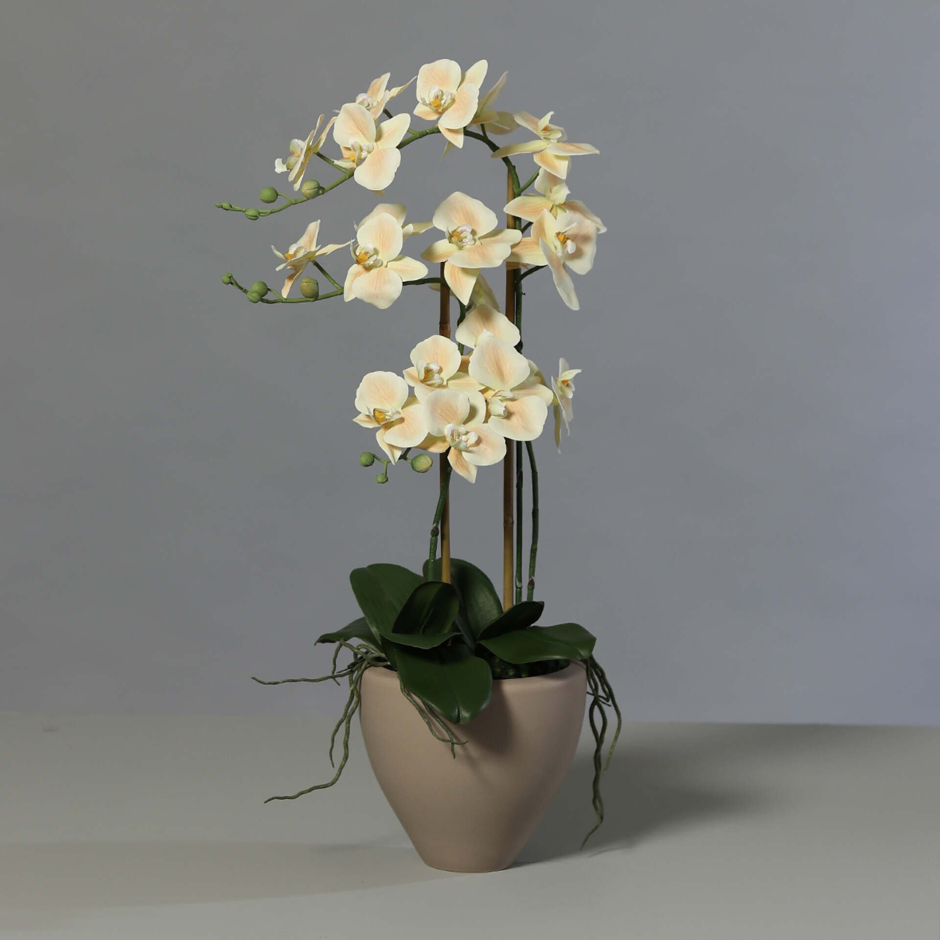 Orchidee