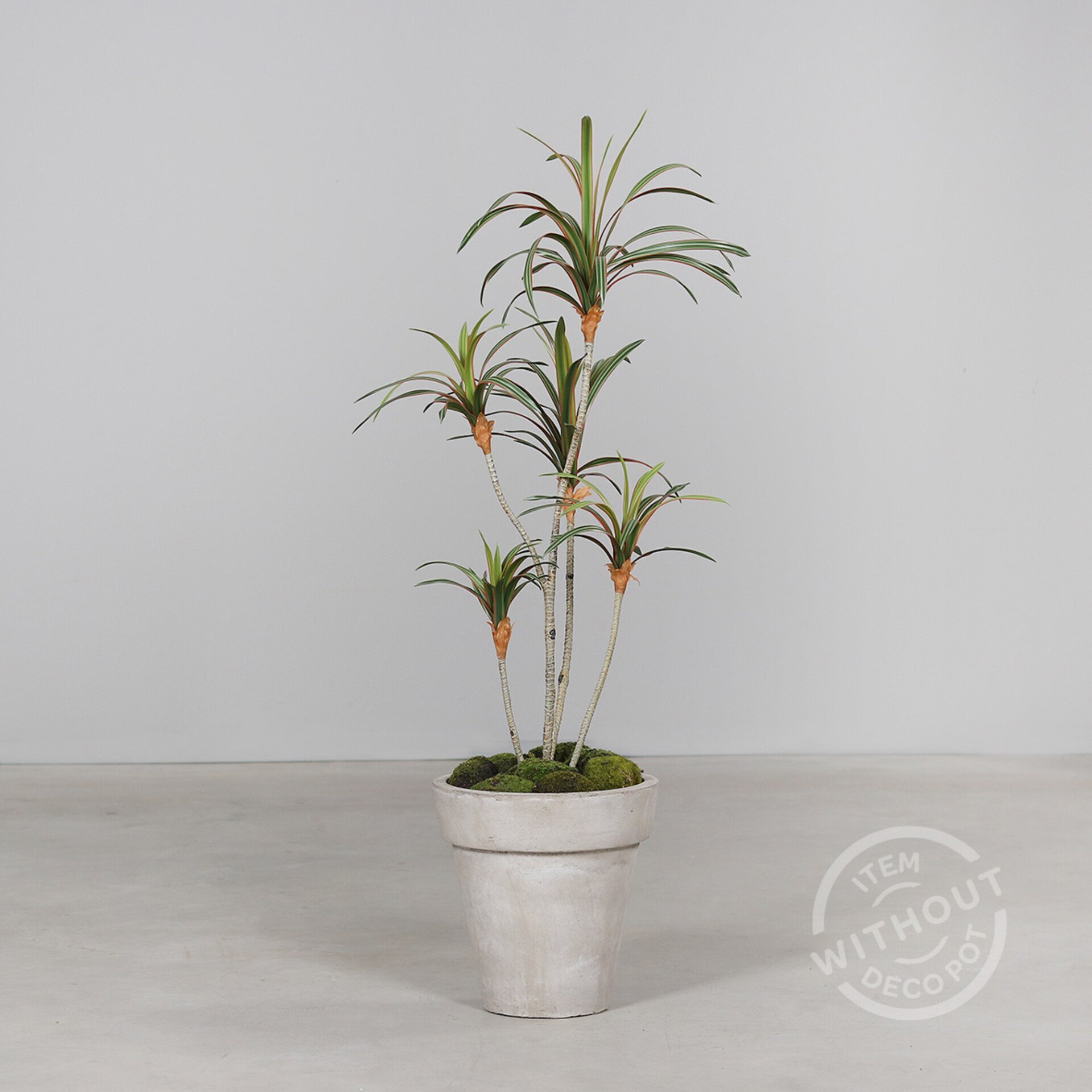 Dracena