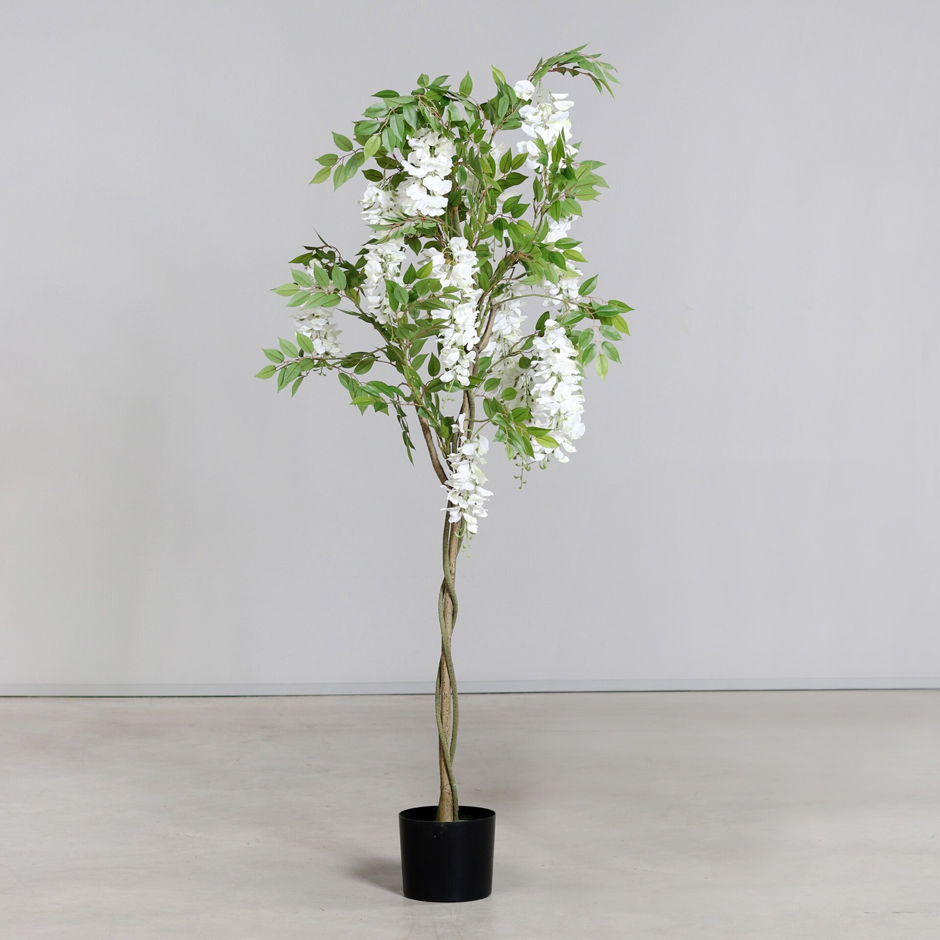 Wisteria-Baum