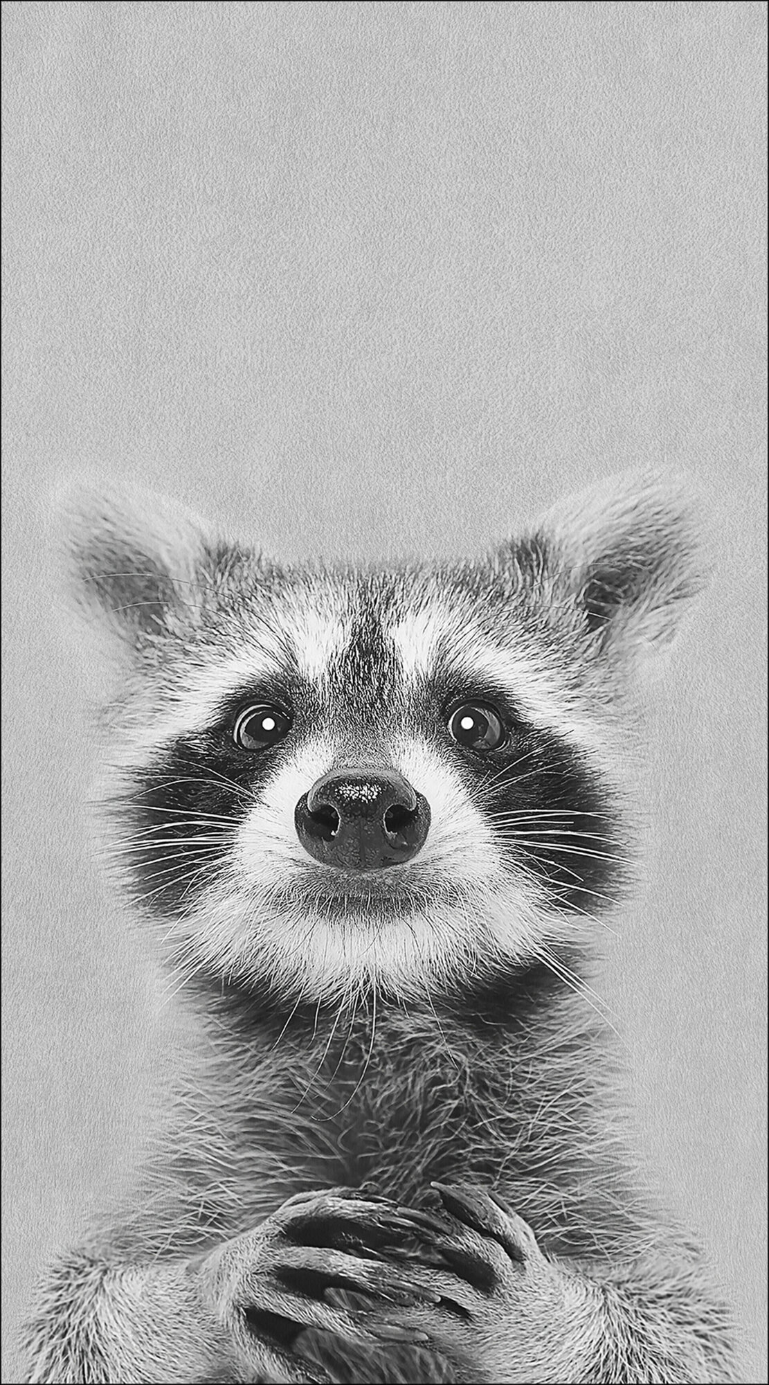 Decopanel, Young Racoon