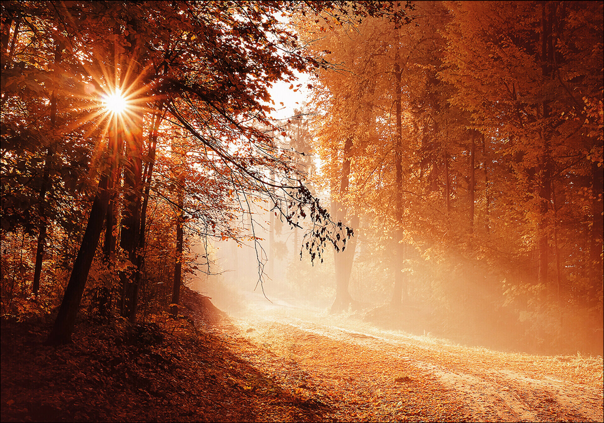Alu-Art Classic, Autumn Forest II