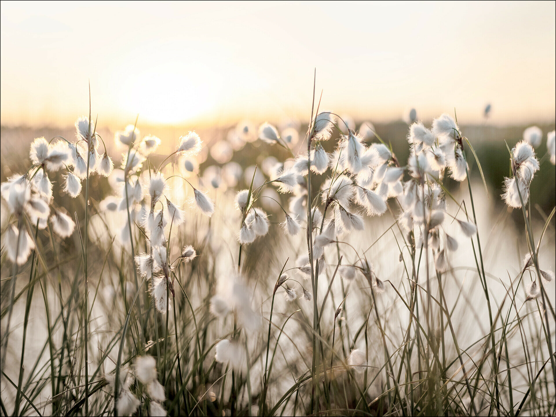 Canvas-Art, Field Flowers In The Sun