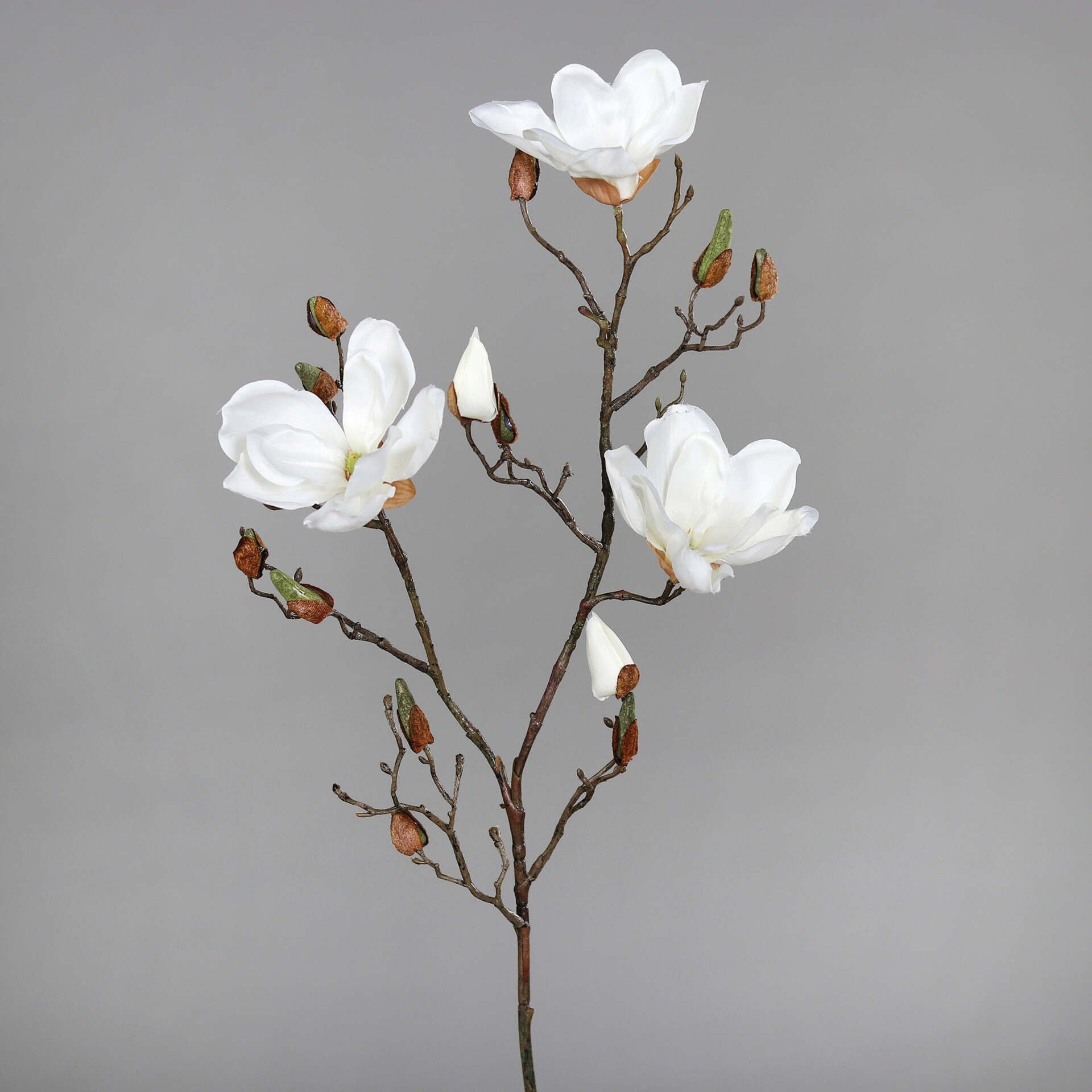 Magnolie