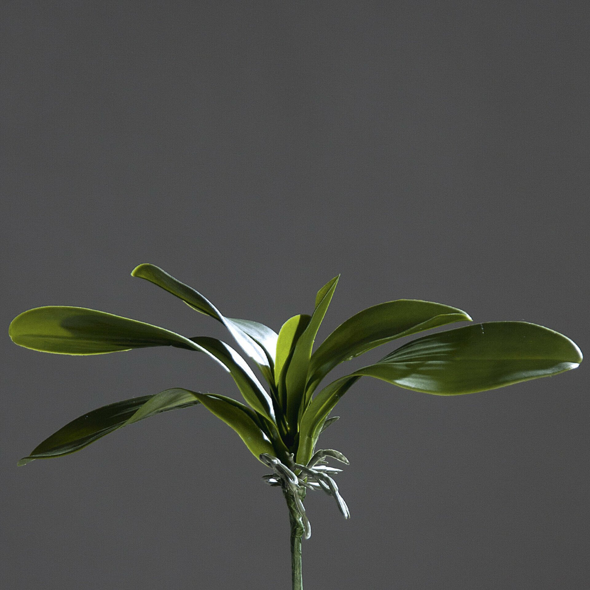 Orchideenblattpflanz