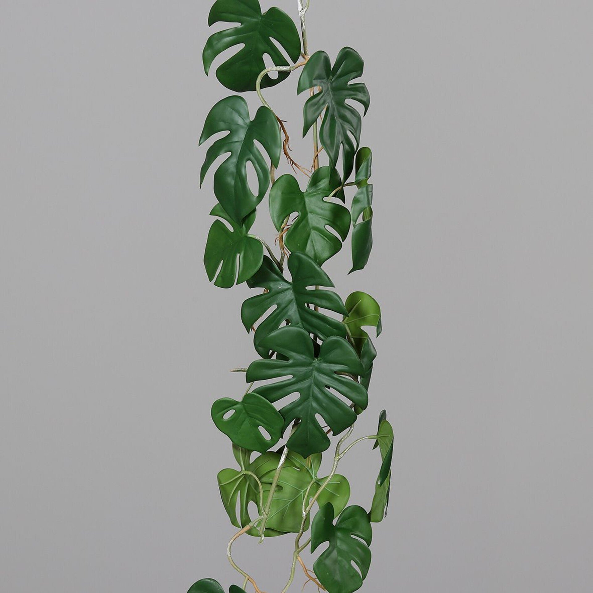 Monstera Ranke