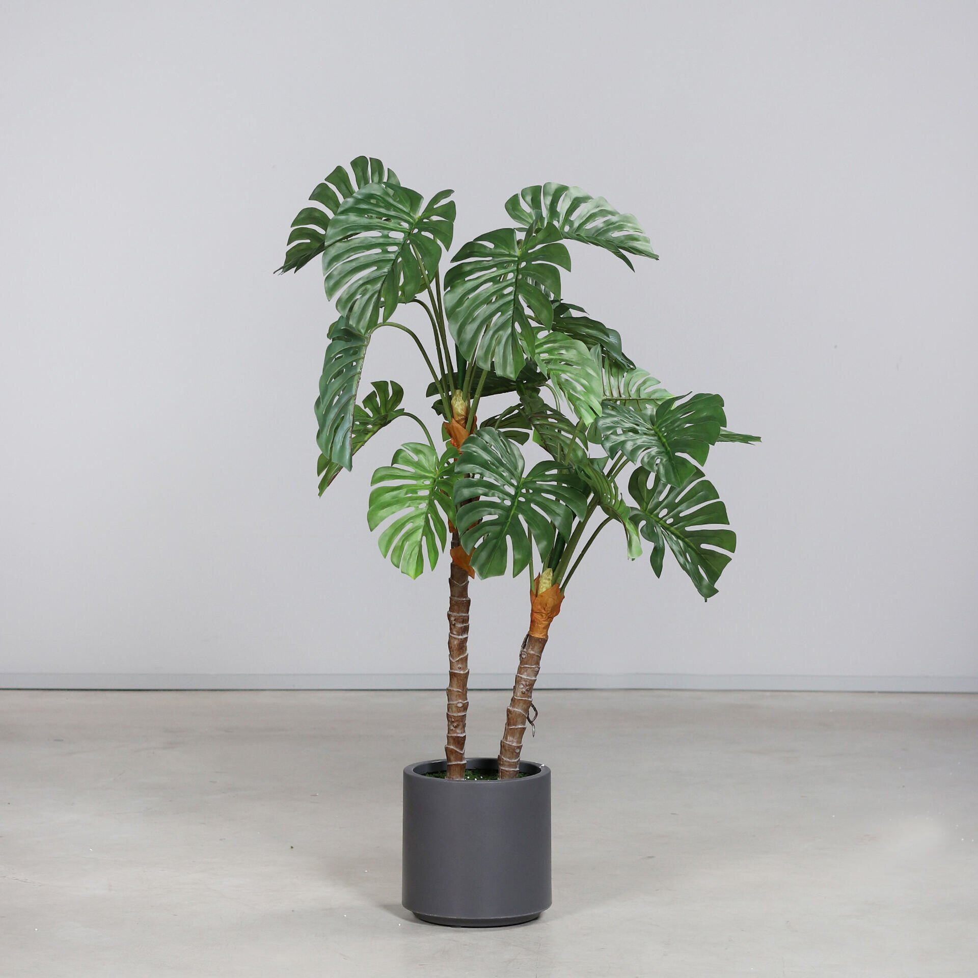 Monstera