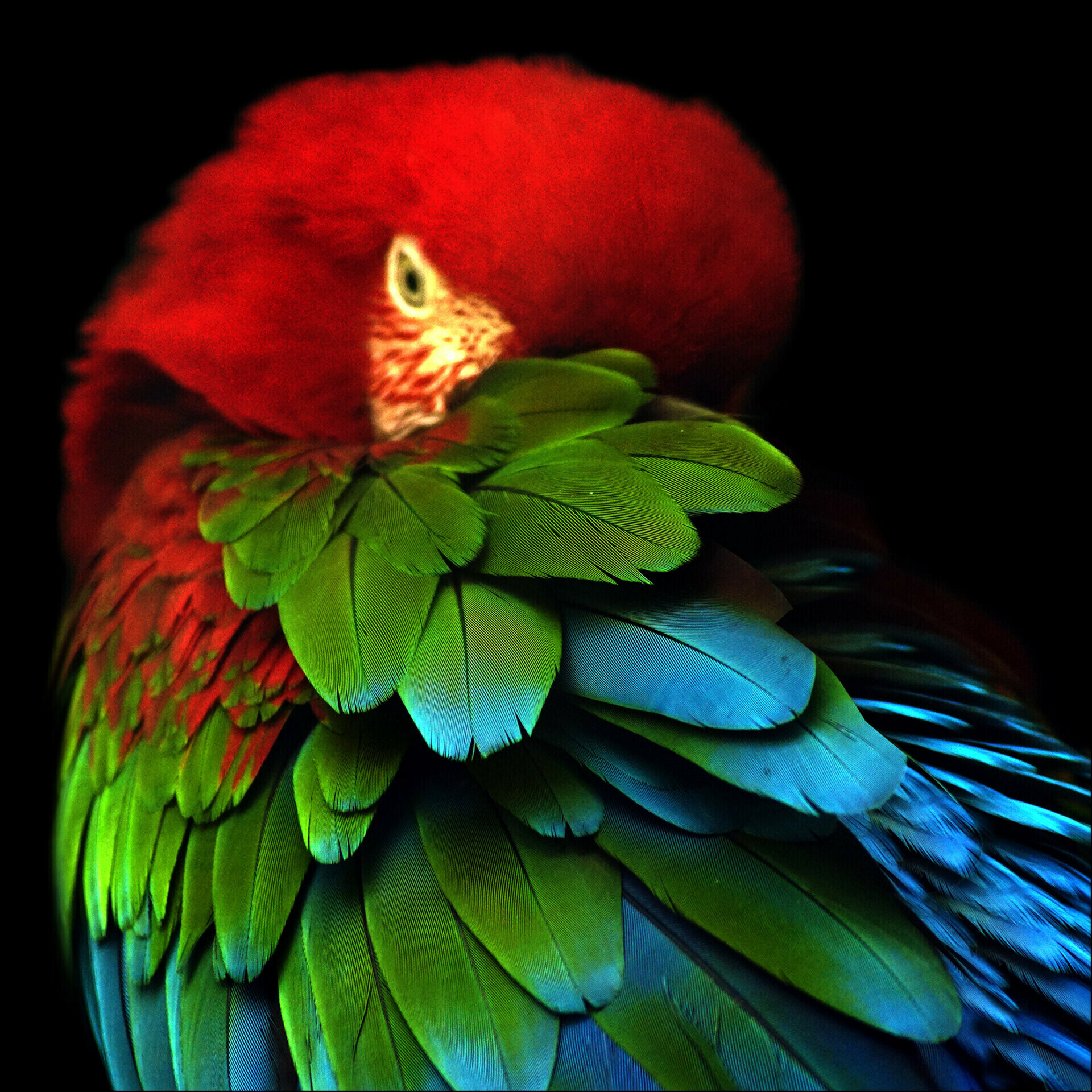Glas-Art, Parrot in the Jungle