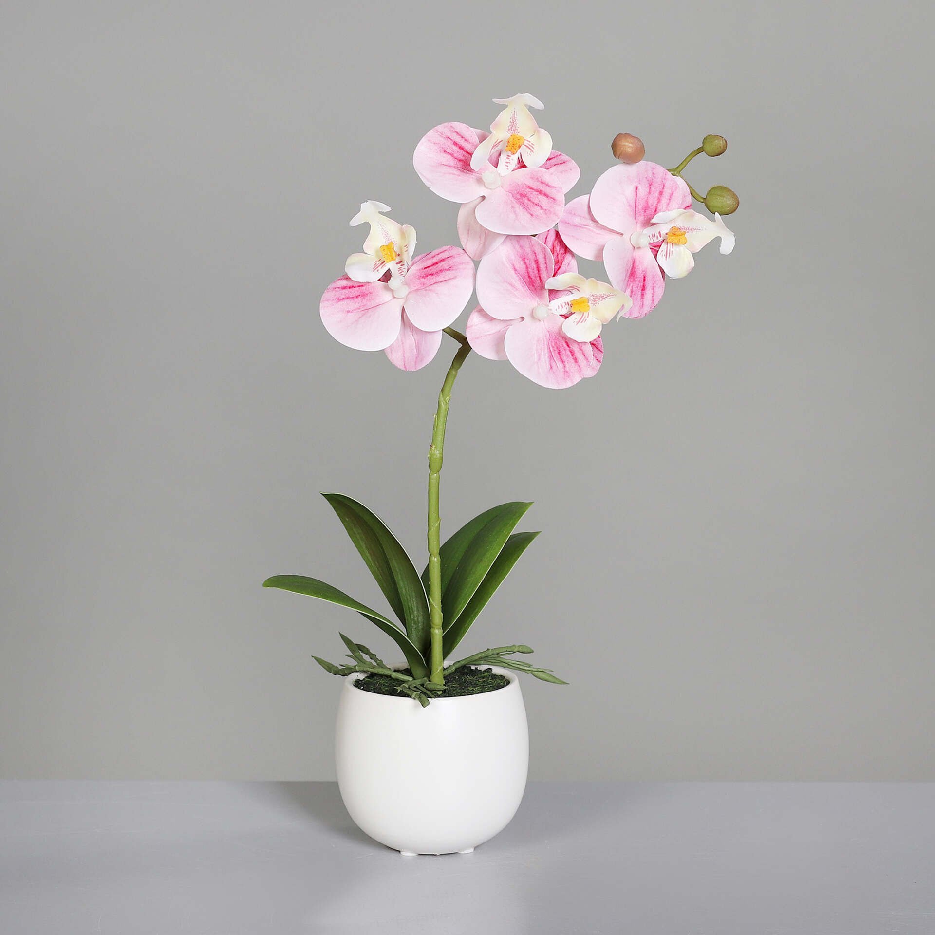 Orchidee