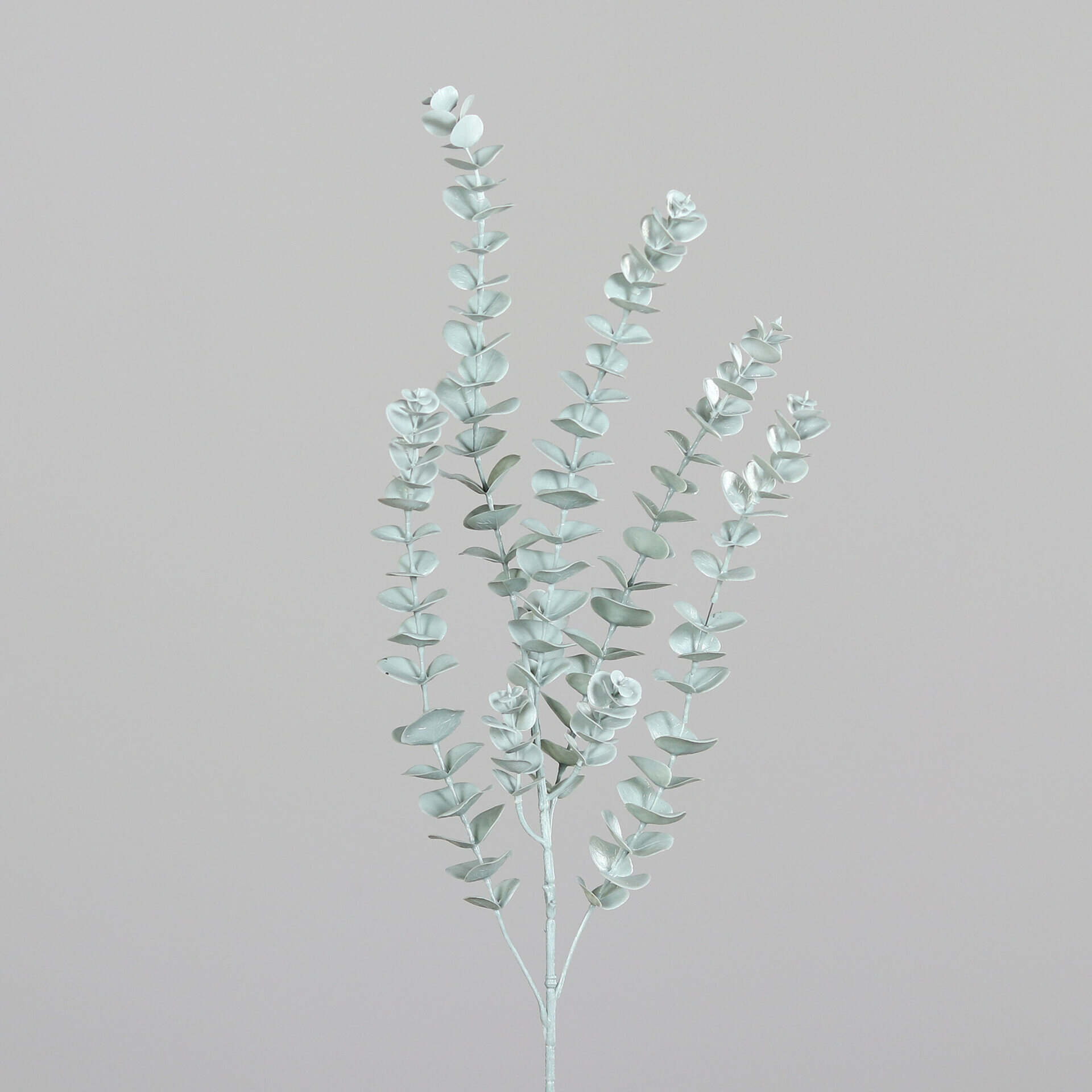Eukalyptus