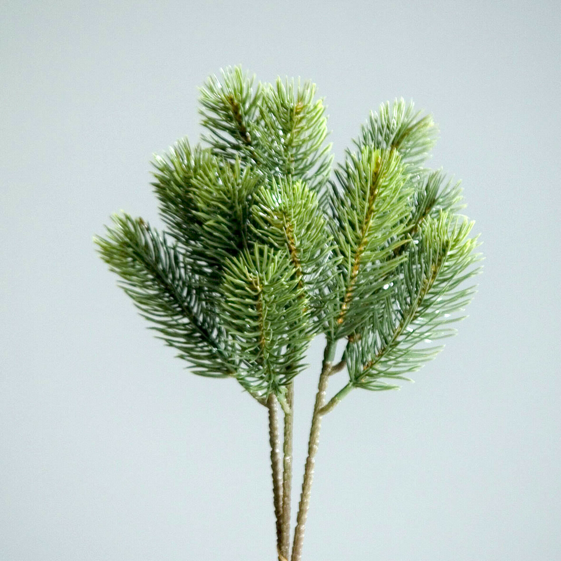 Edeltannenpick