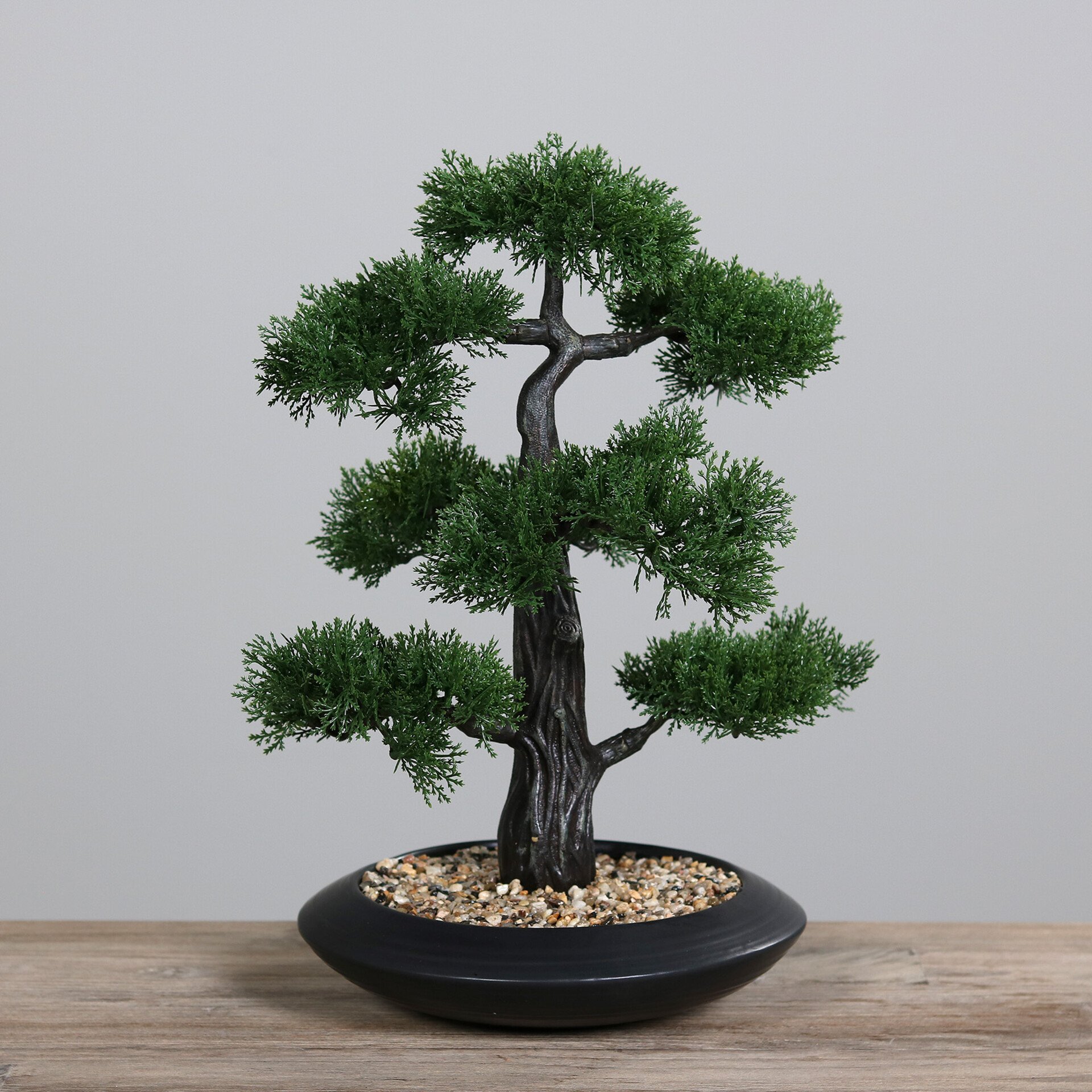 Zedern-Bonsai
