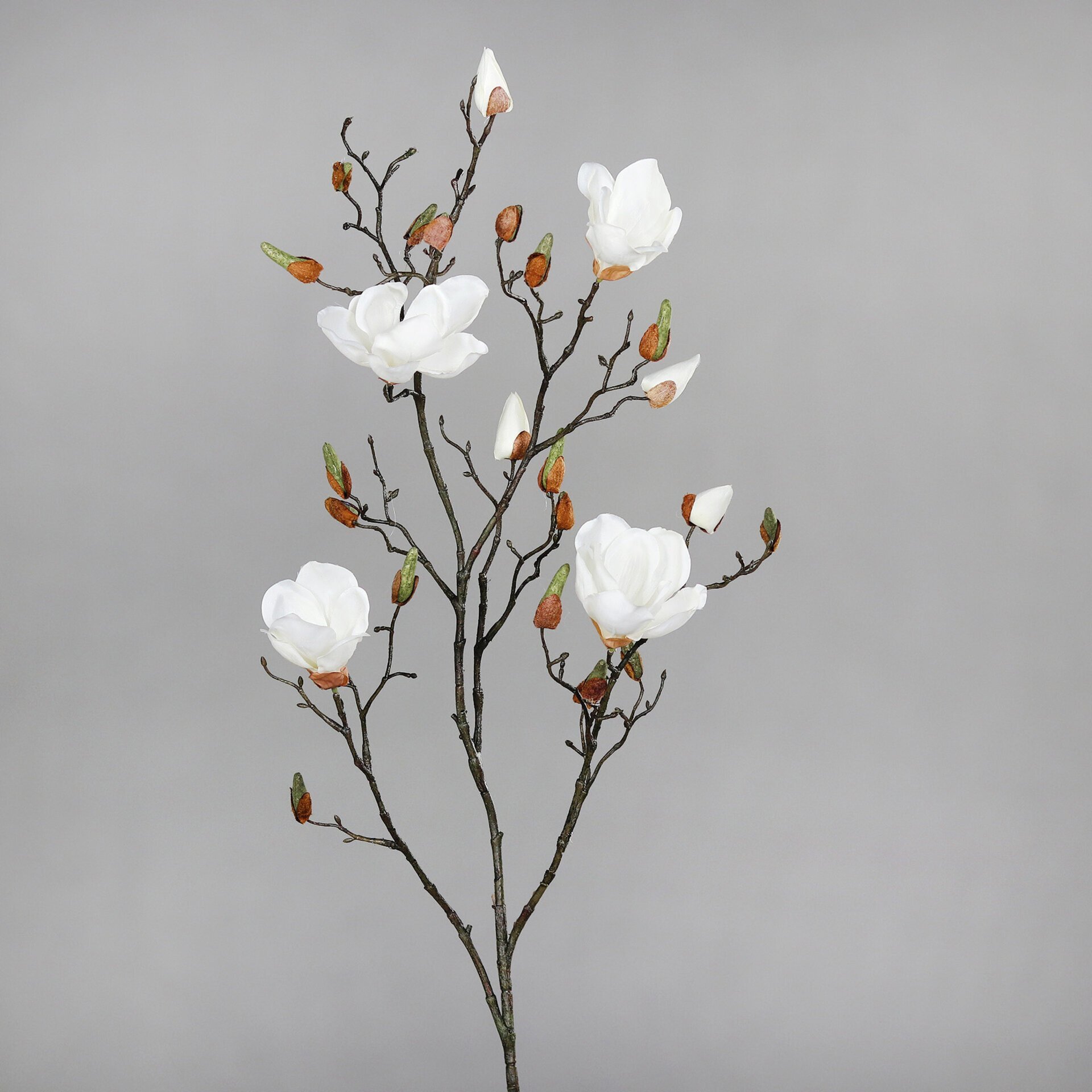 Magnolie