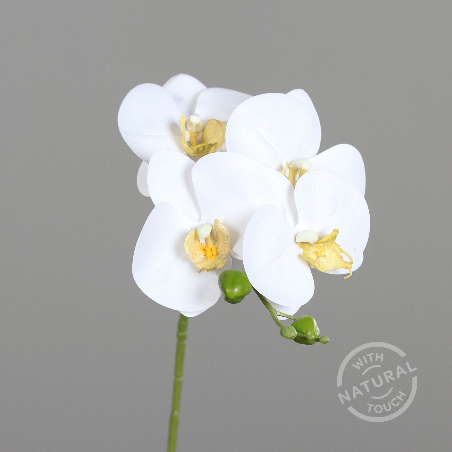 Orchidee