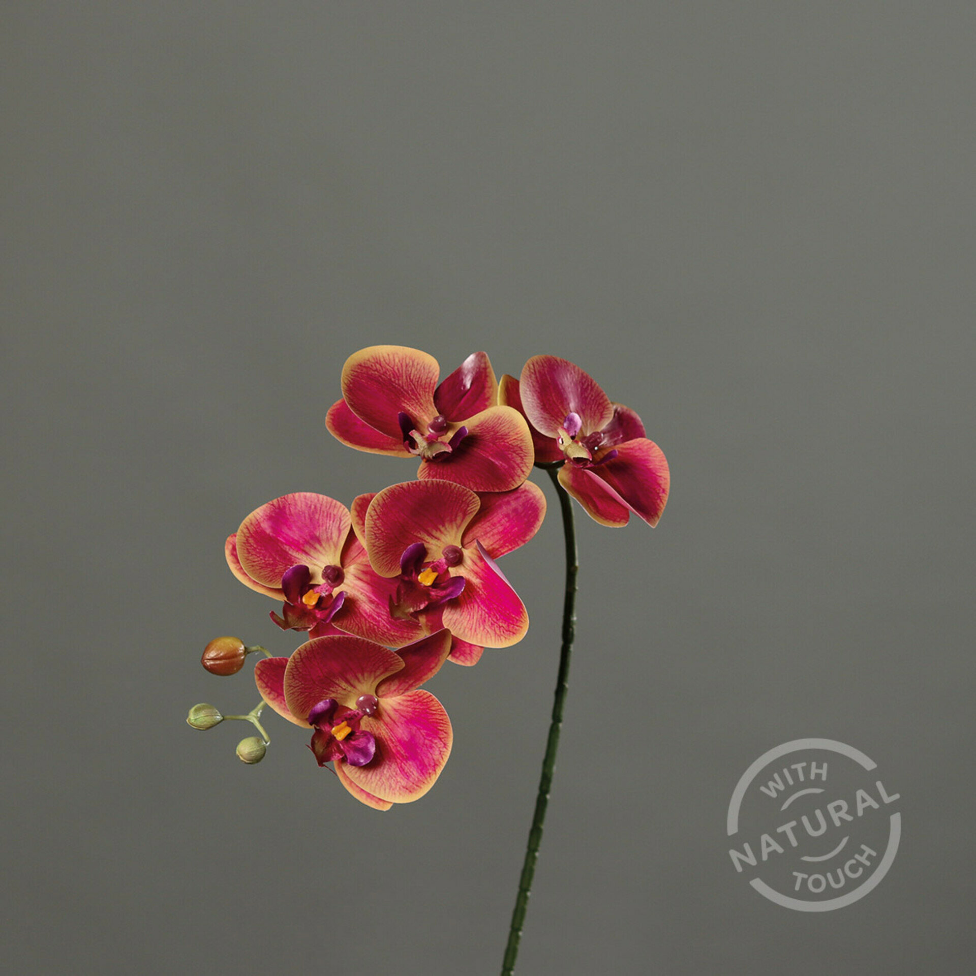 Orchidee