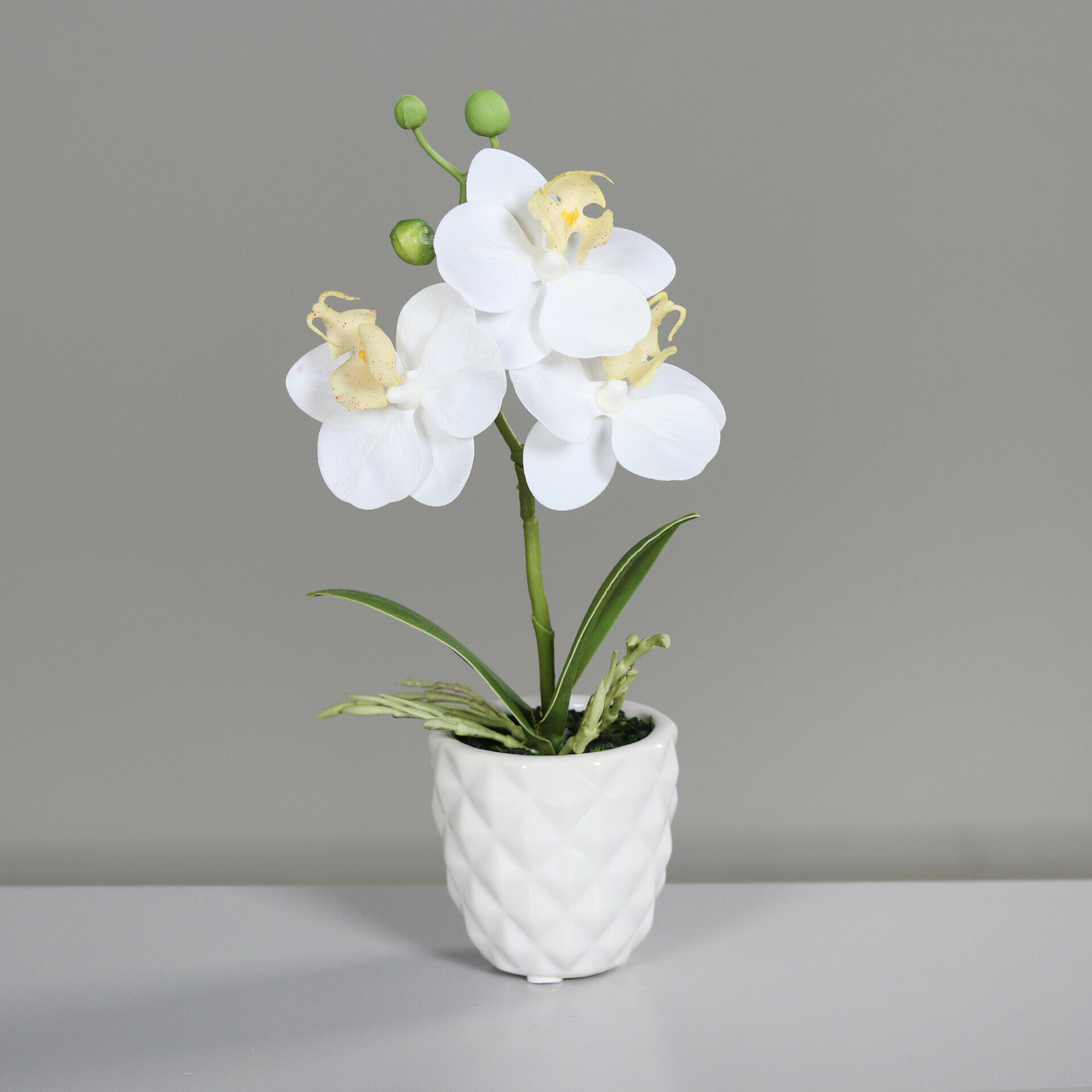 Orchidee
