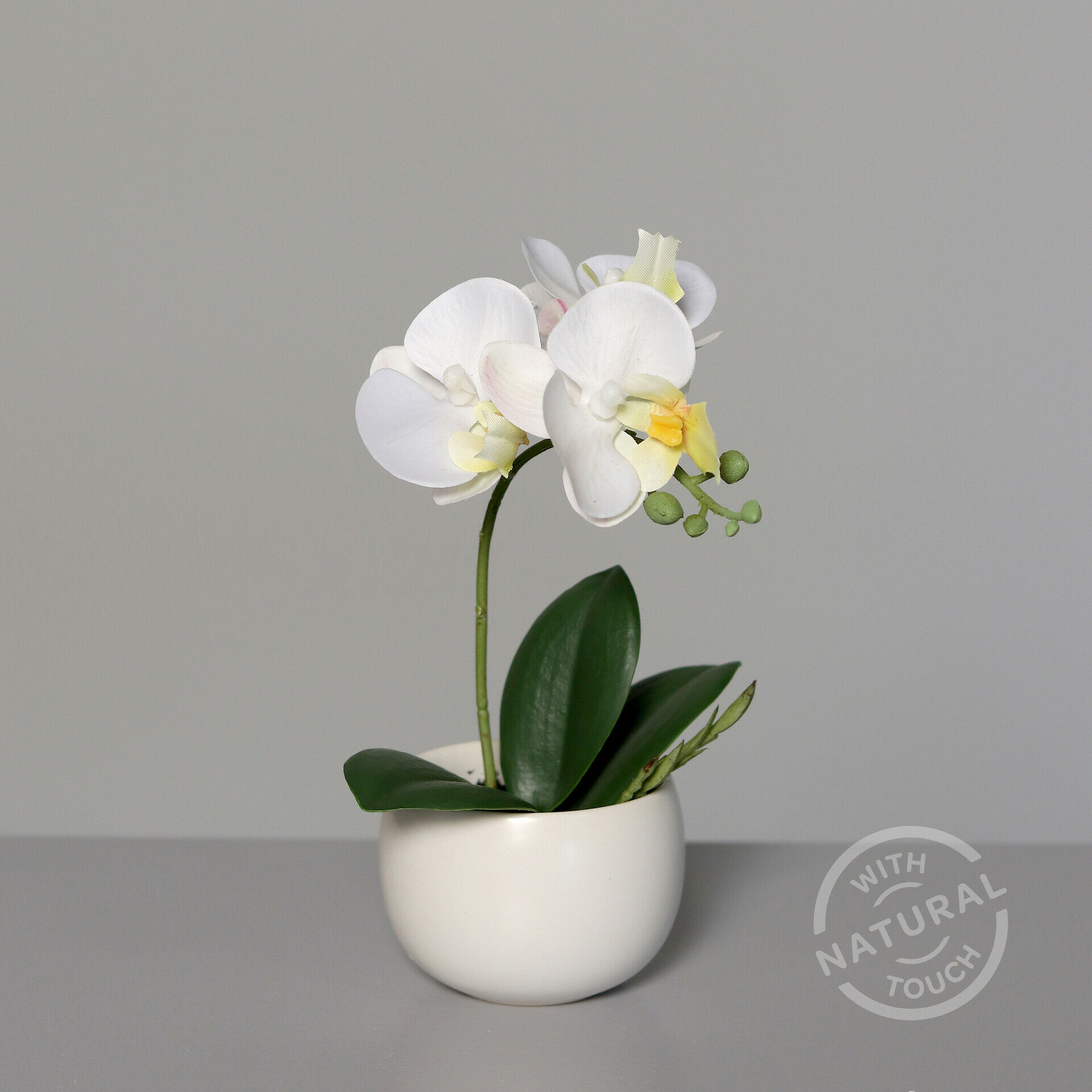 Orchidee