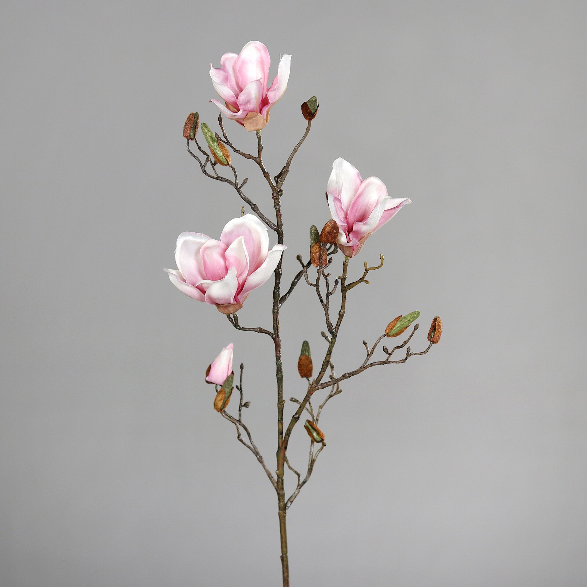 Magnolie