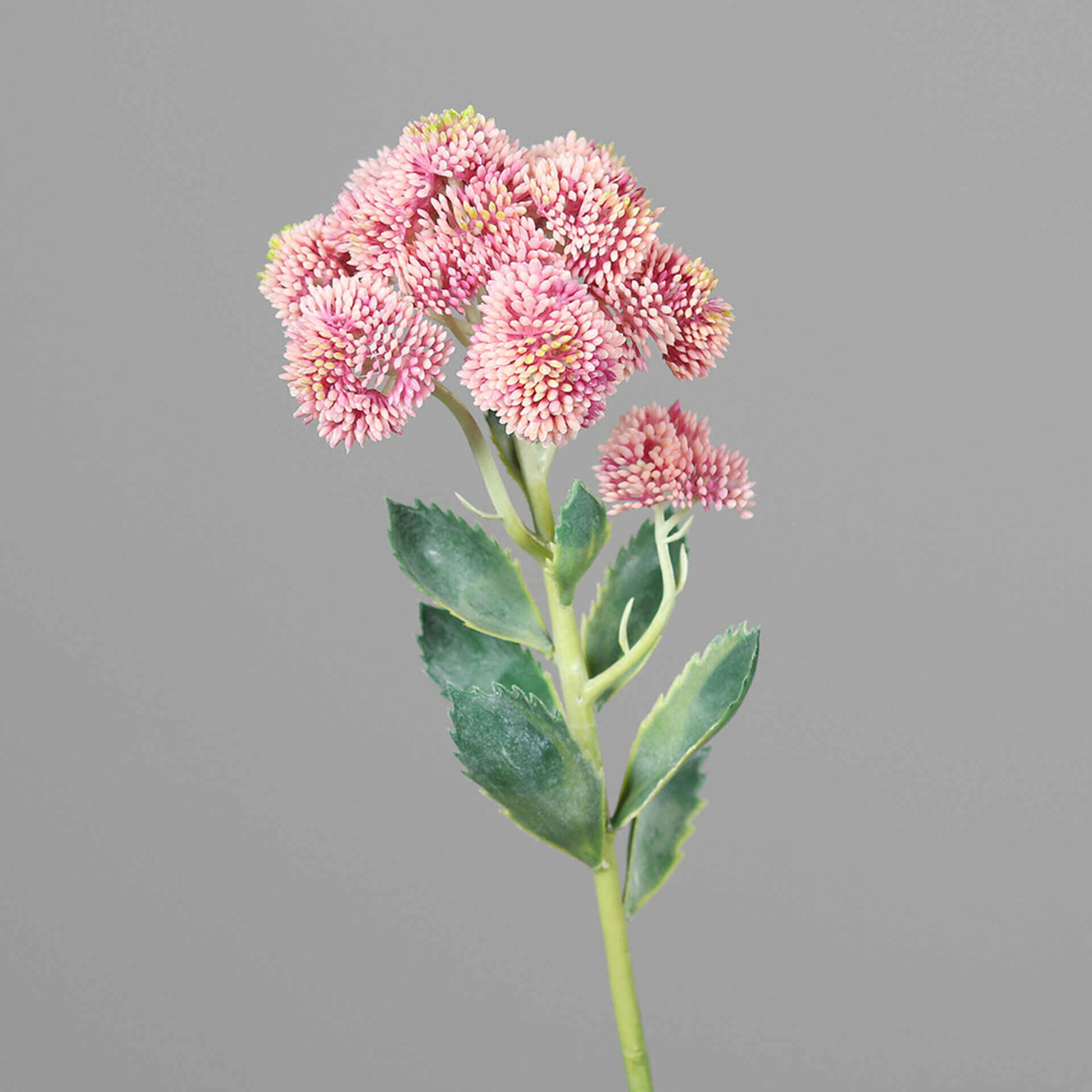 Sedum