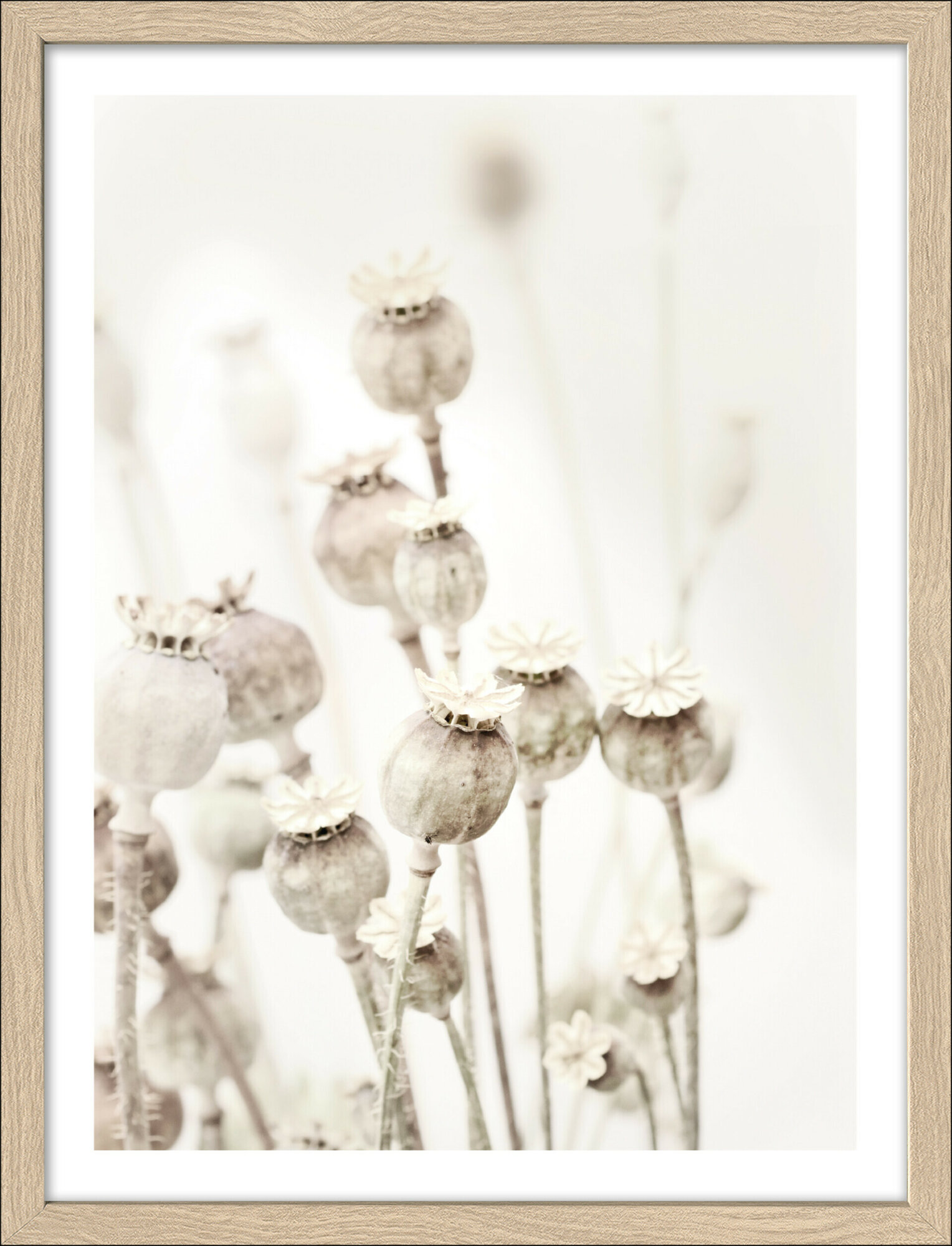 Framed-Art, Dried Poppies