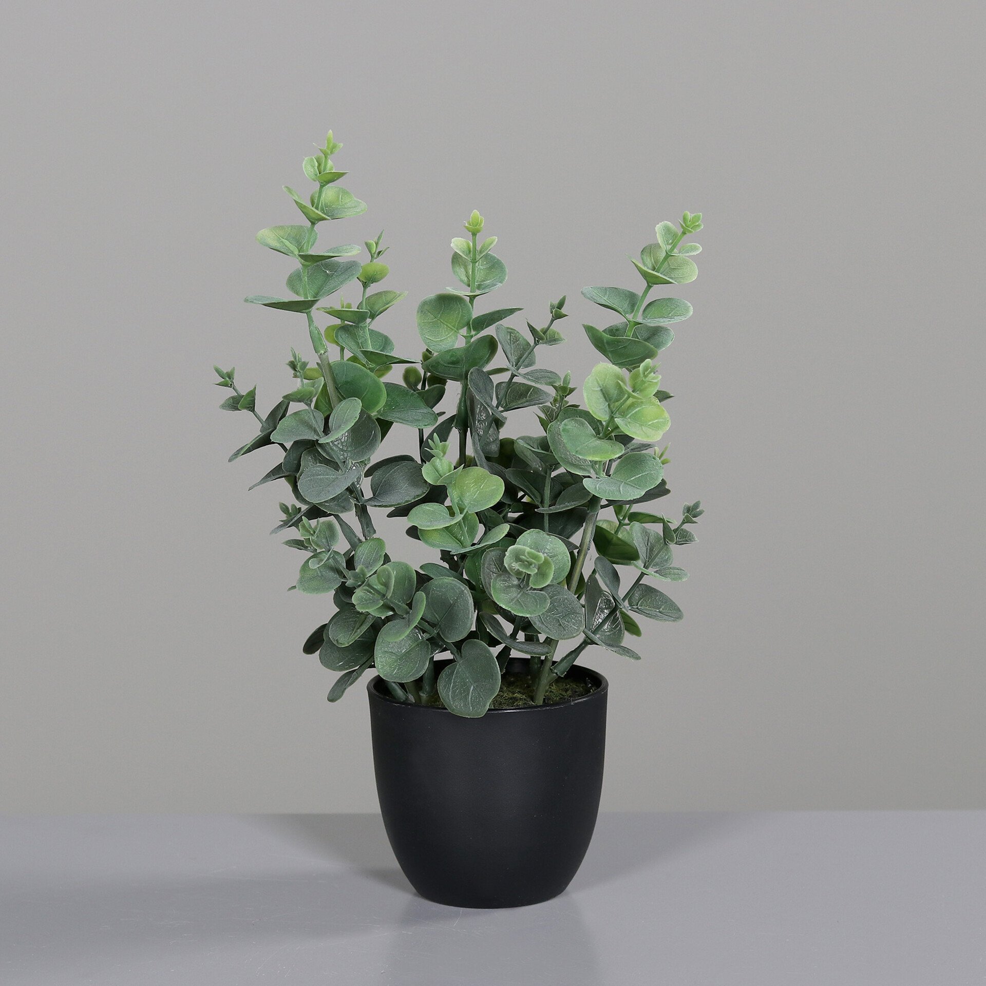 Eukalyptus