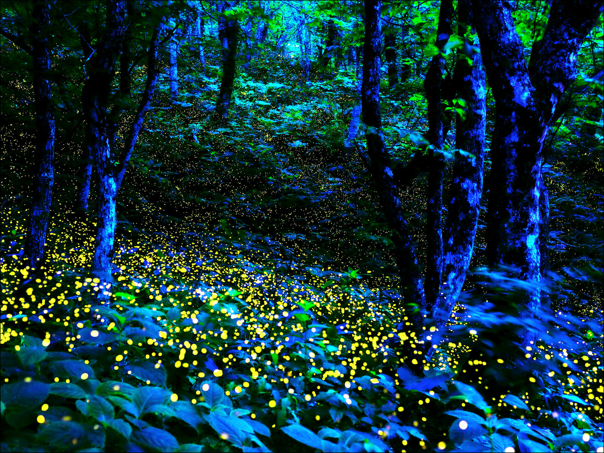 Canvas-Art, Mystical Forest
