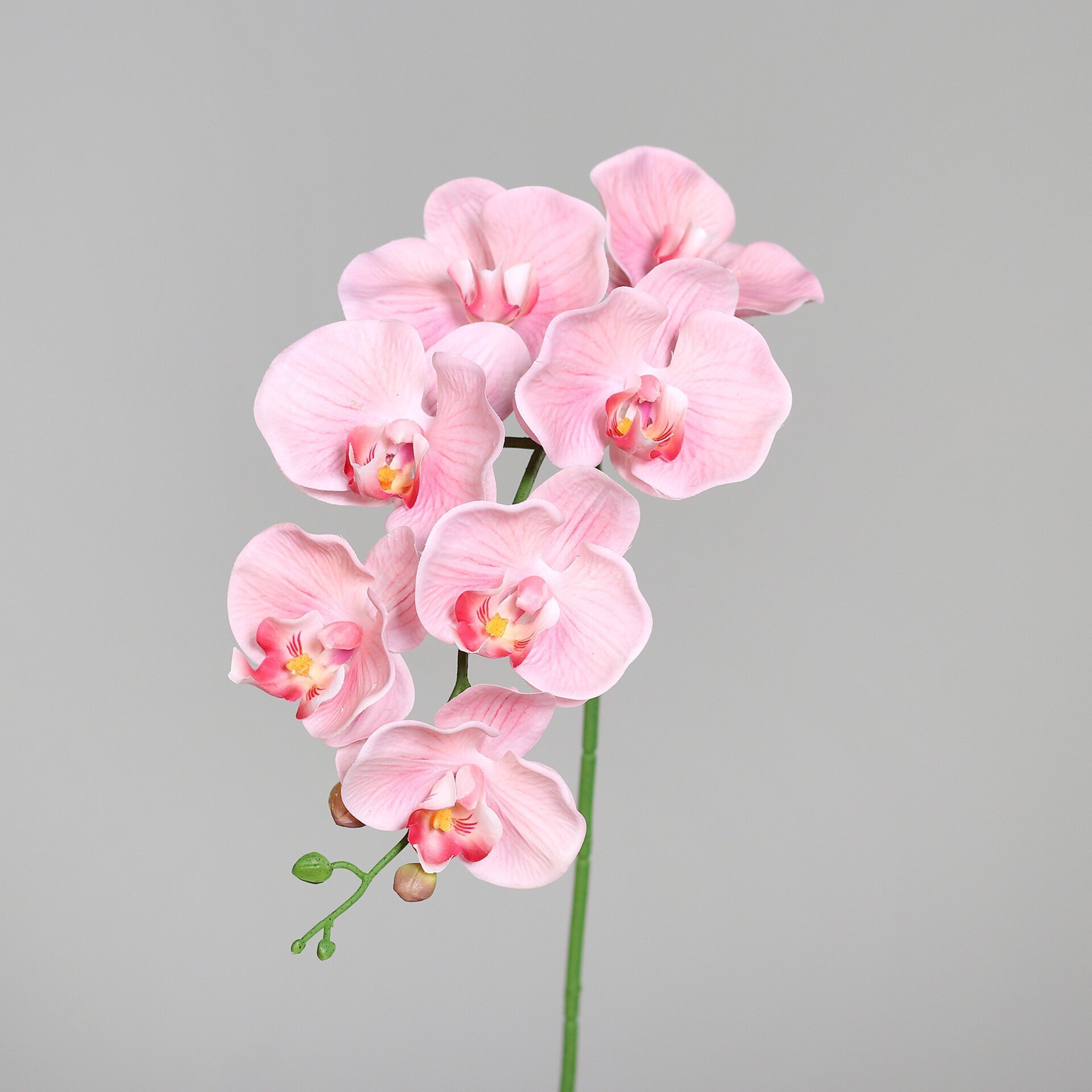 Orchidee