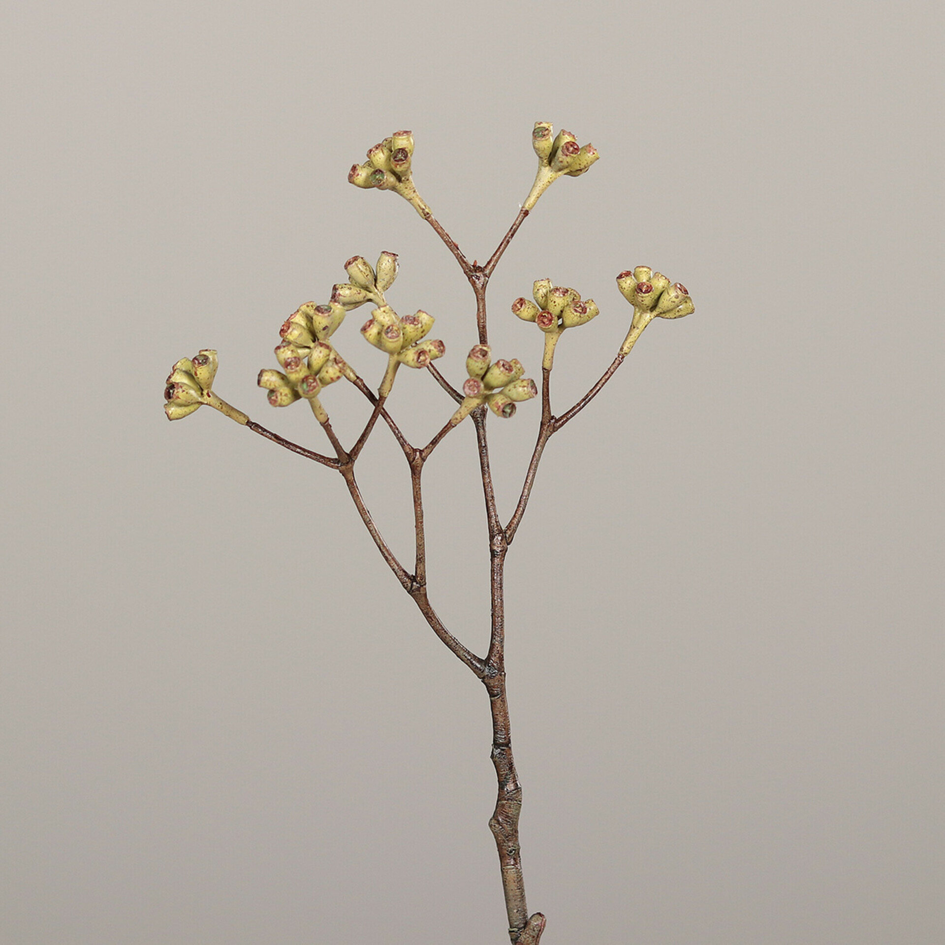 Eukalyptus
