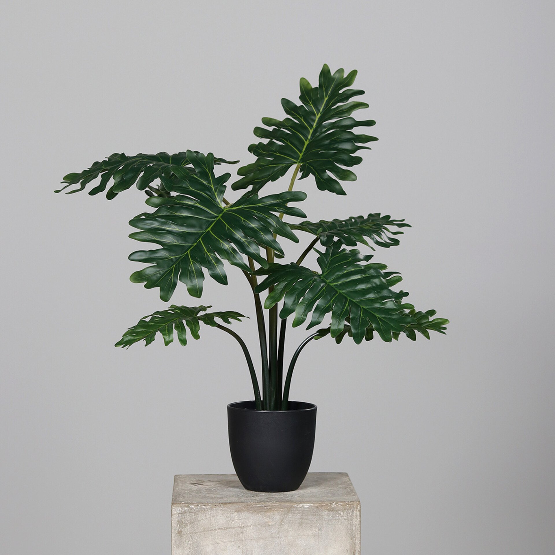 Philodendron