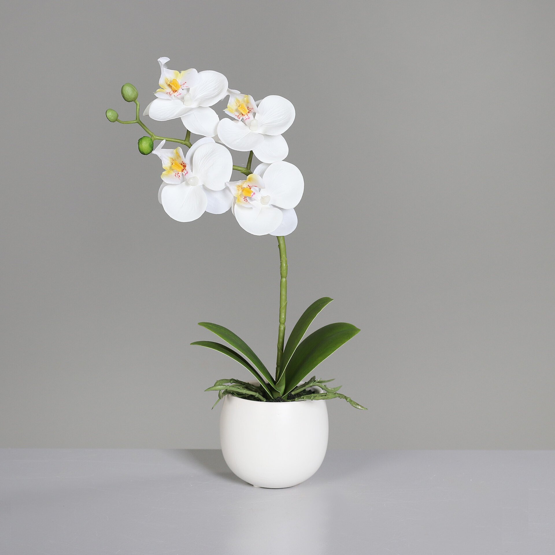 Orchidee