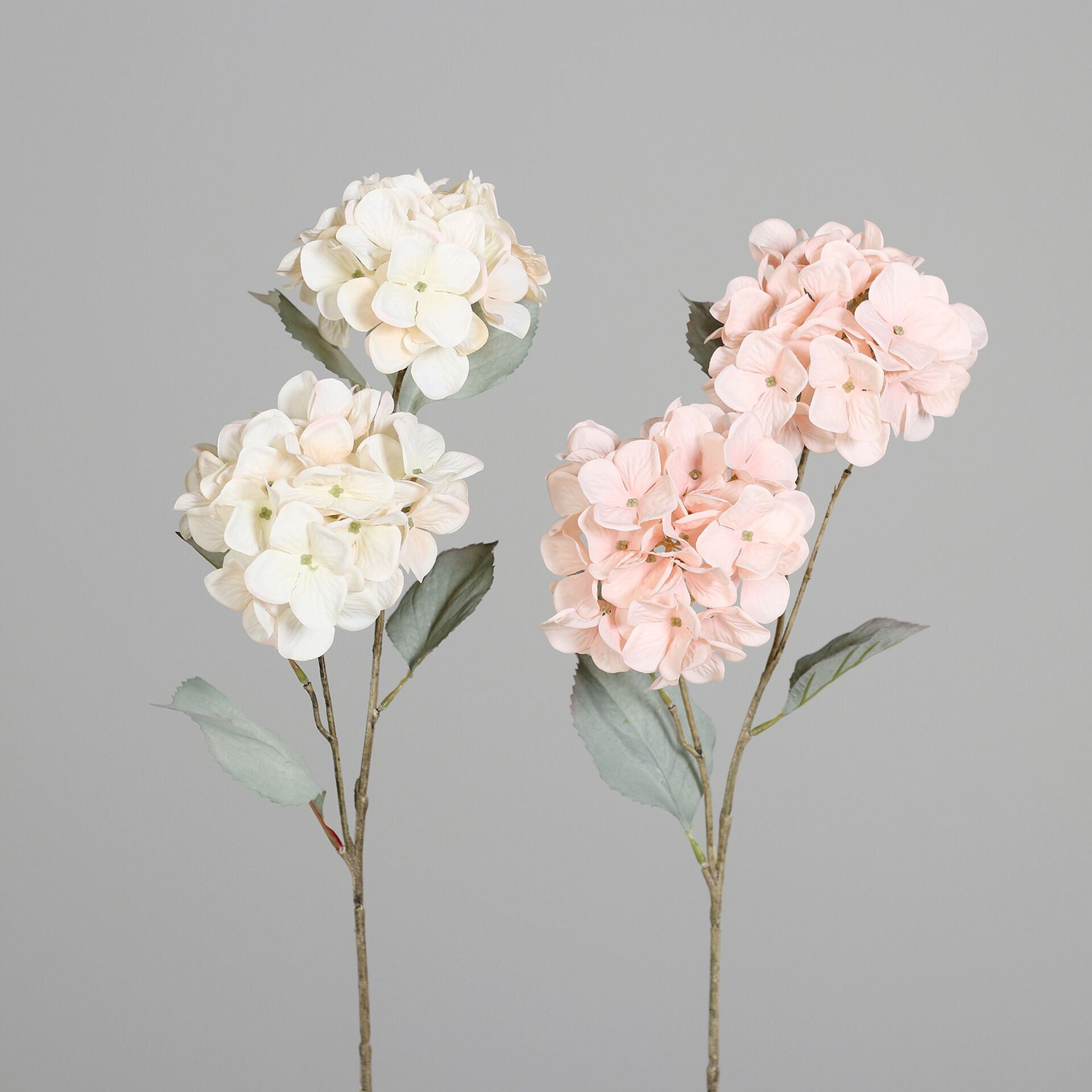 Hortensie