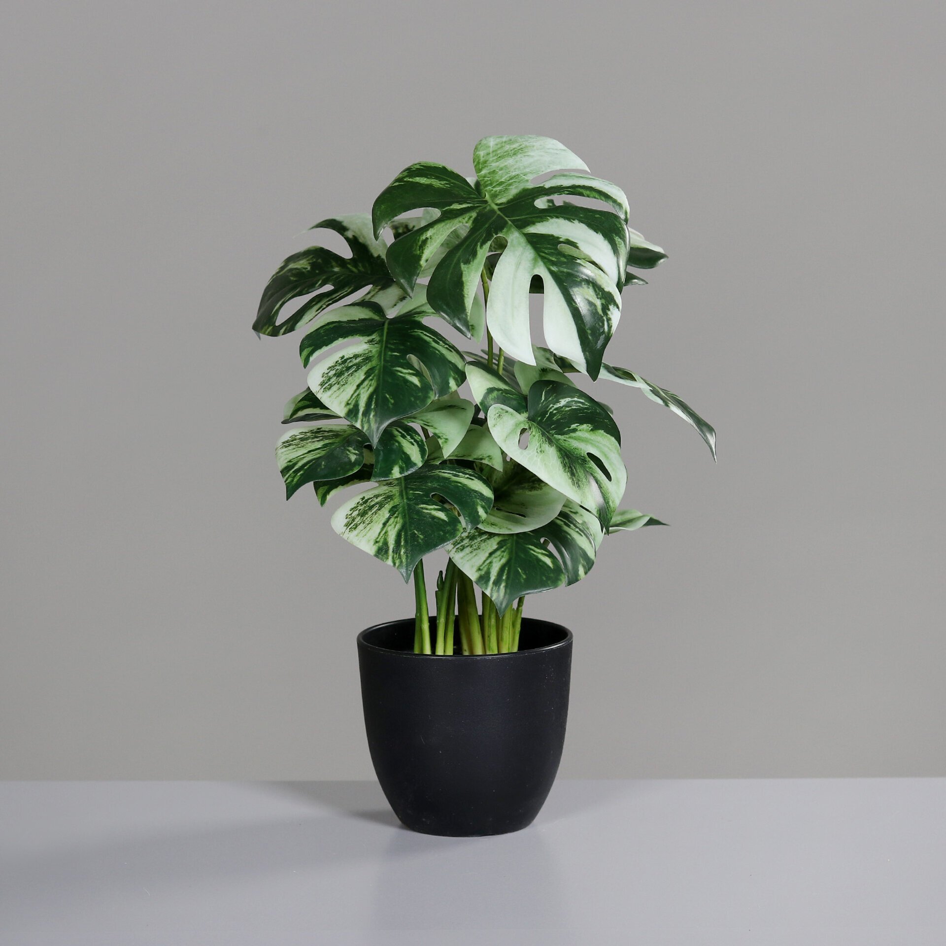 Monstera