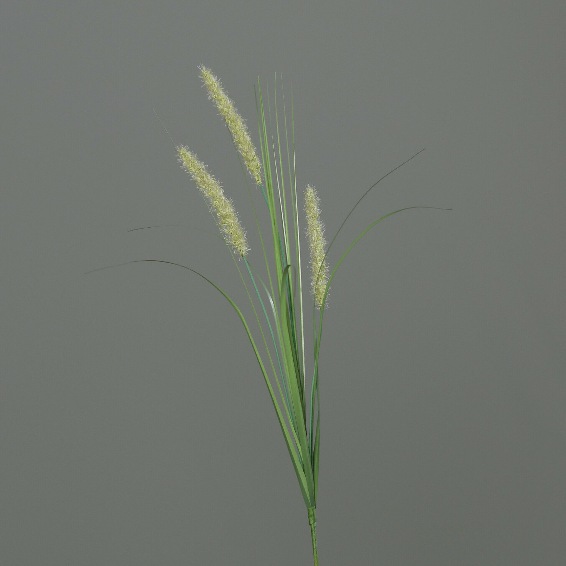 Gras Fruchtstand