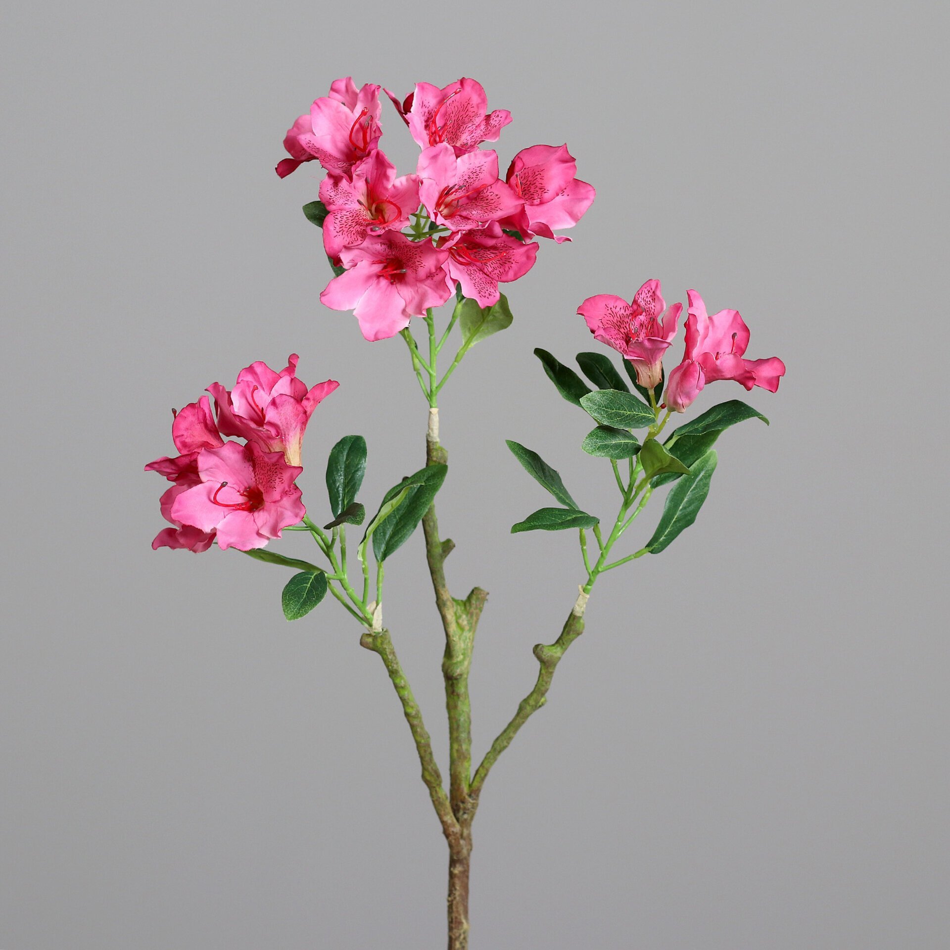 Rhododendron