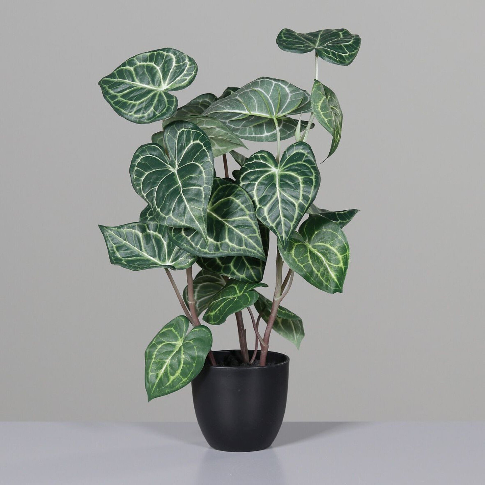 Blatt Anthurie
