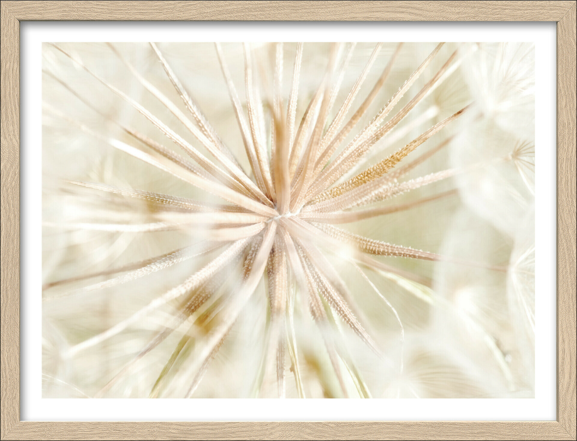 Framed-Art, Dandelion I