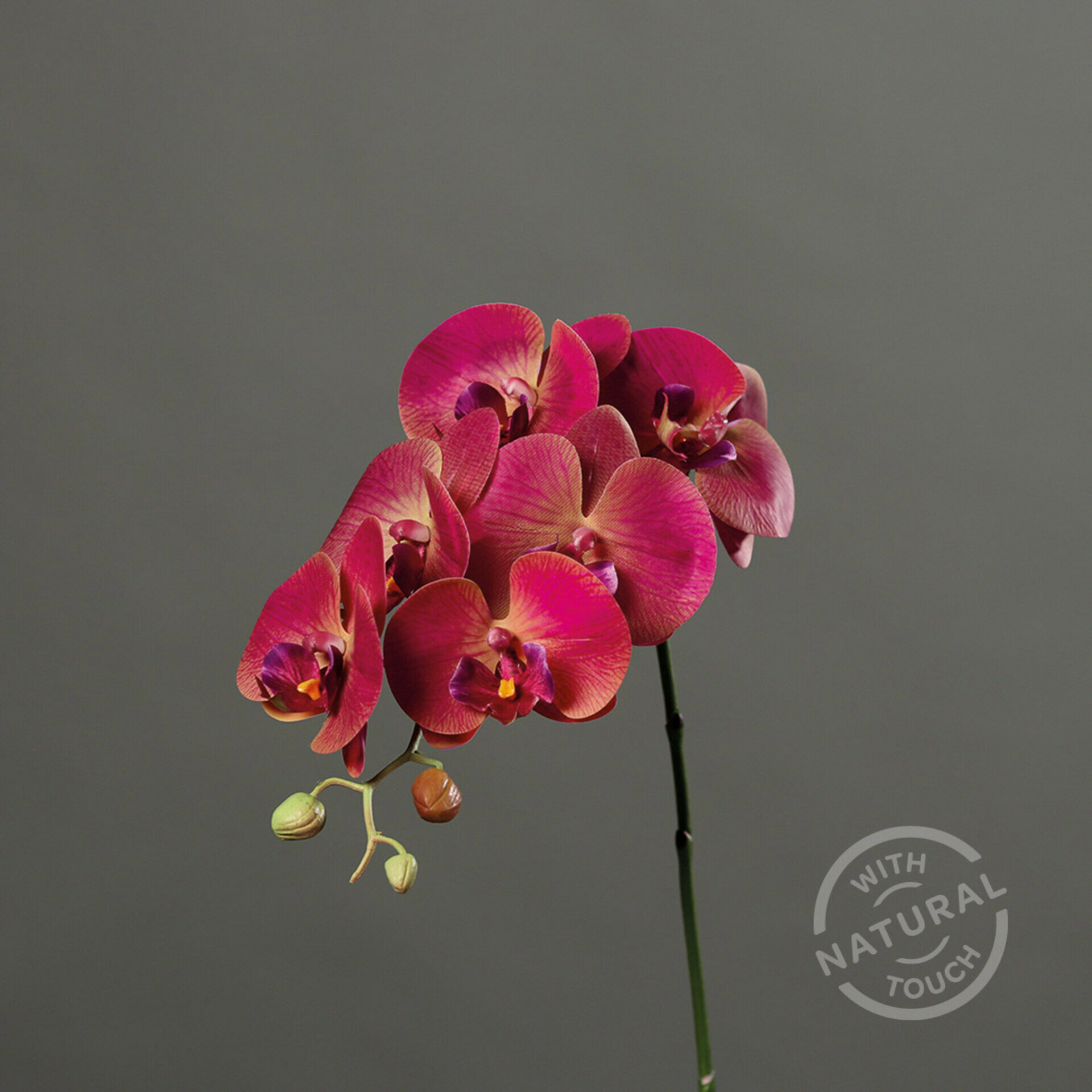 Orchidee