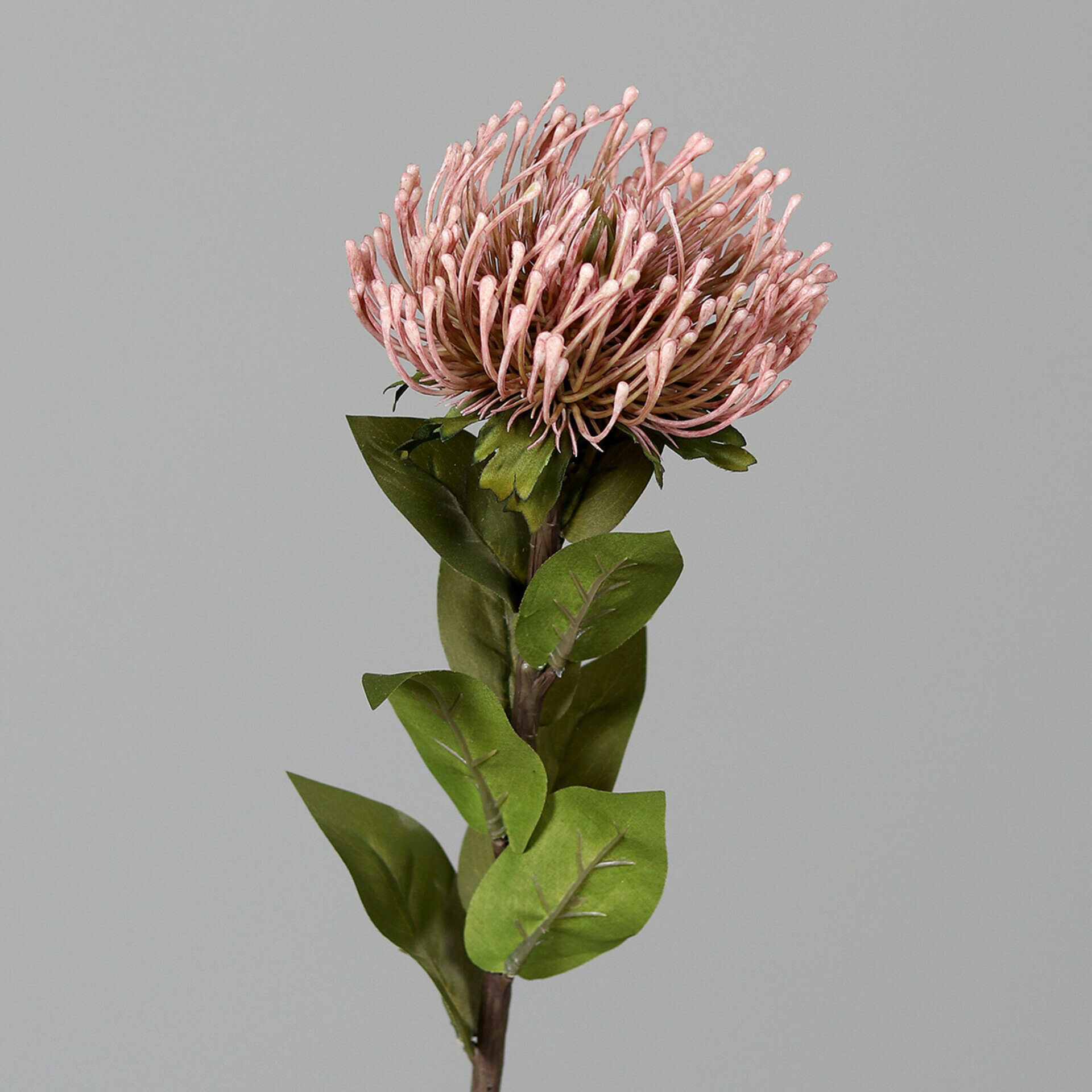 Protea