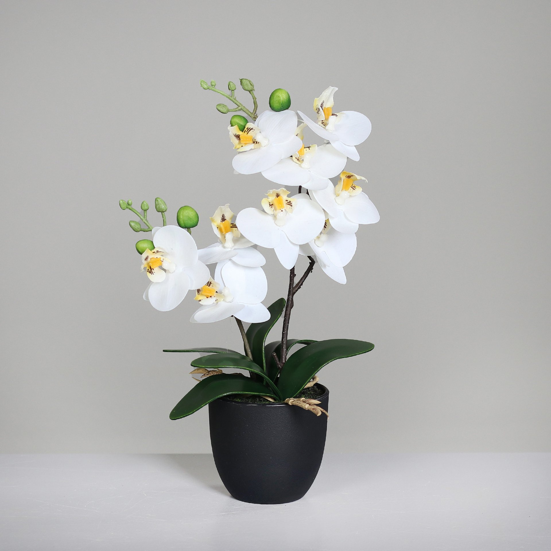 Orchidee