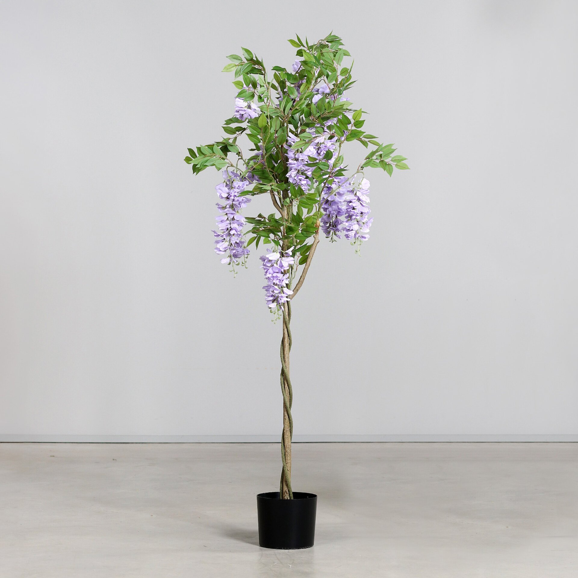Wisteria-Baum