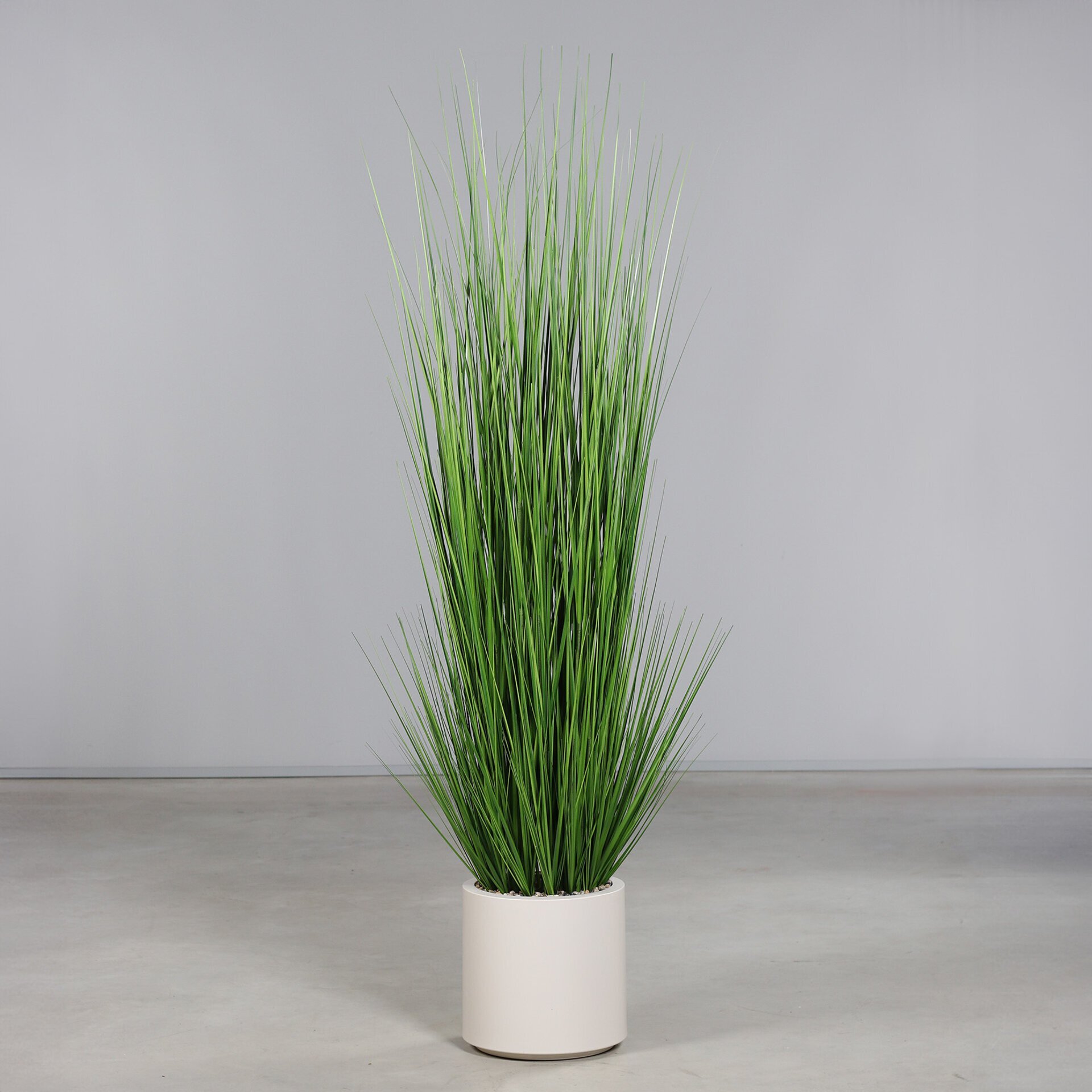 Gras