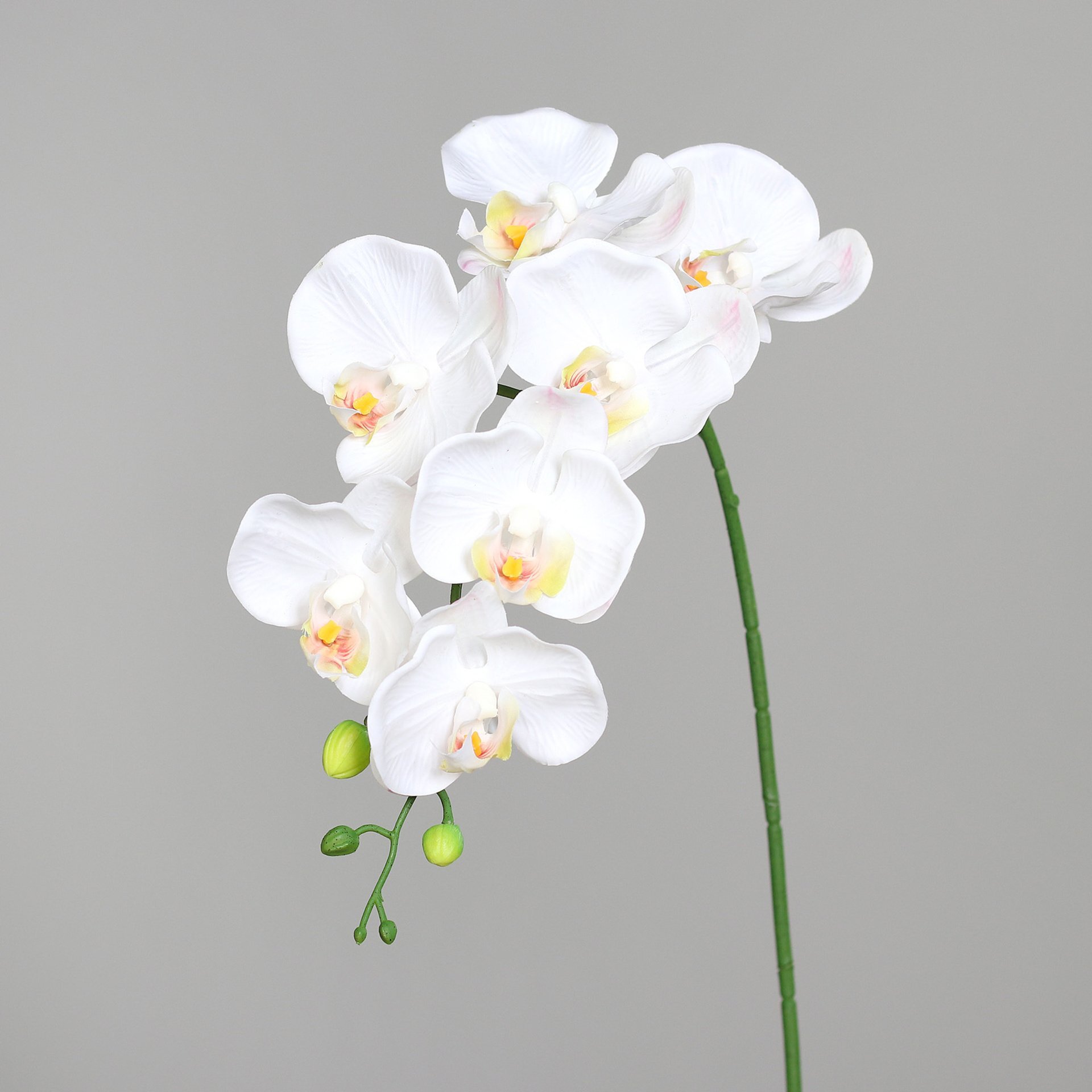 Orchidee
