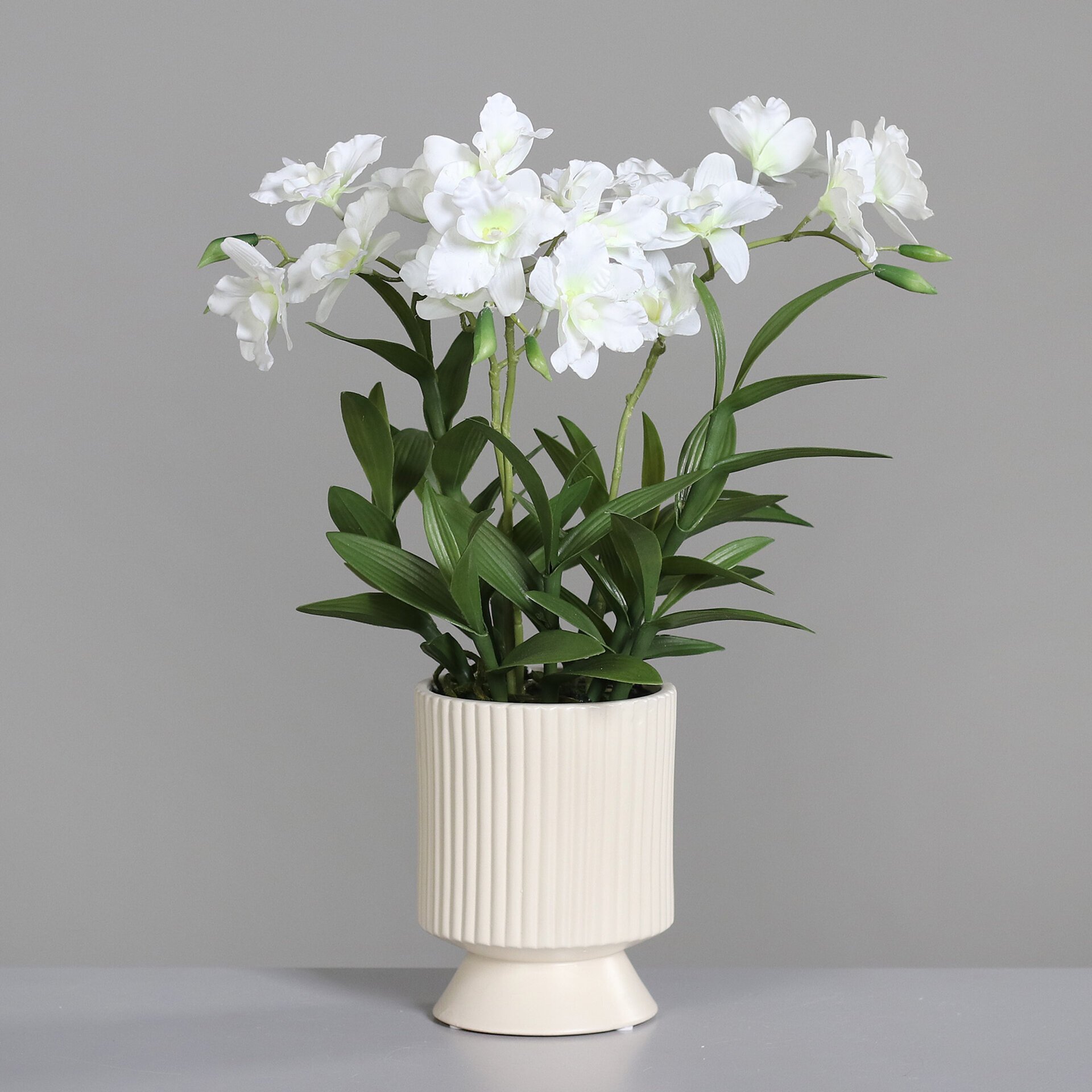 Orchidee