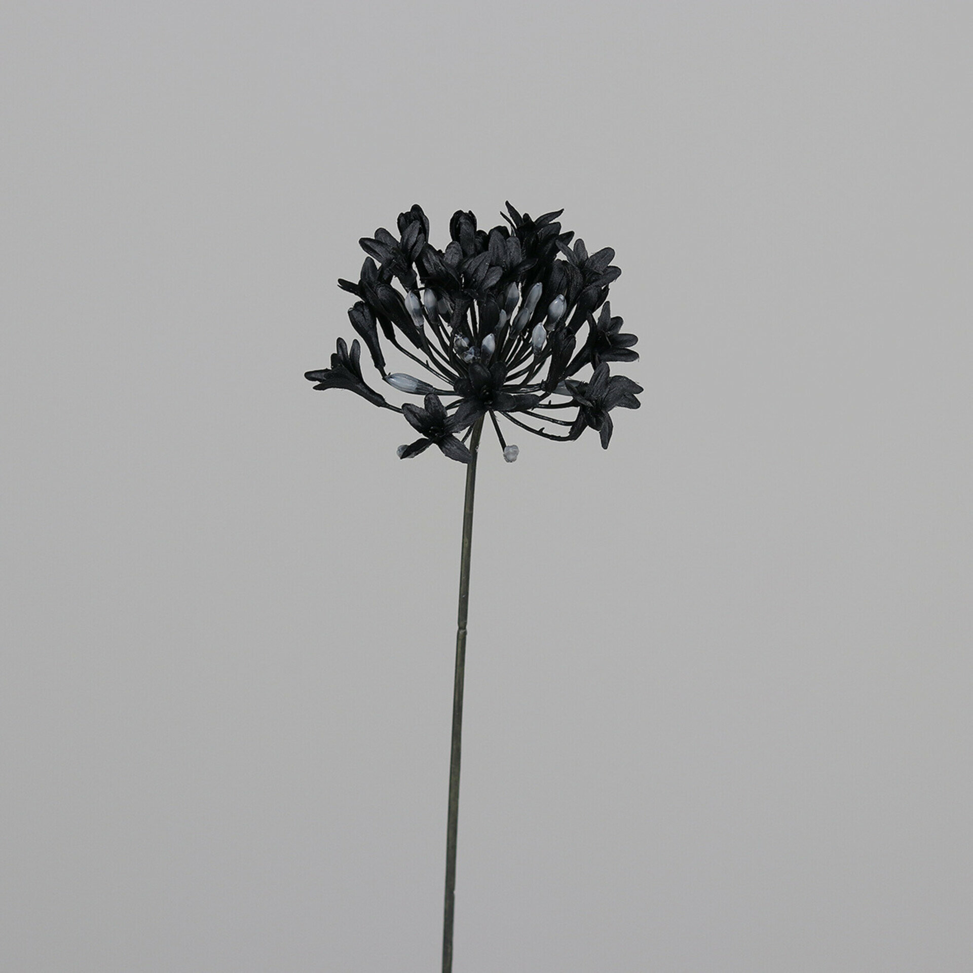 Agapanthus