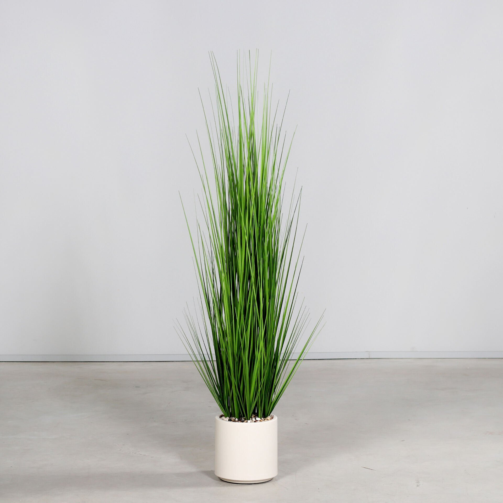 Gras